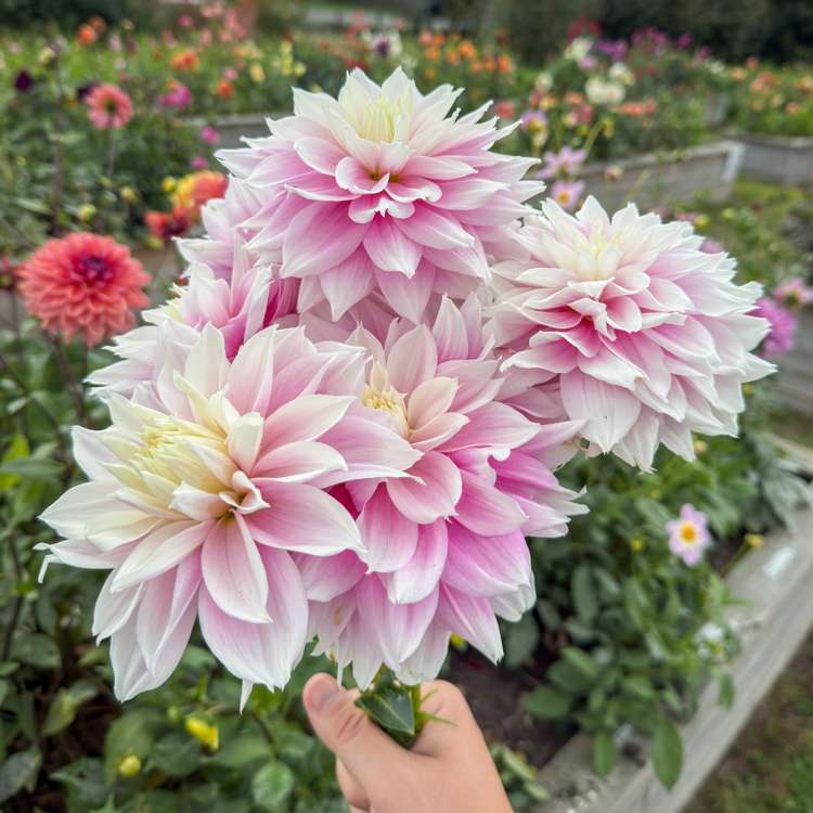 Dahlia 'Evanah'